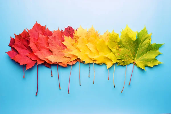 Colorido Vermelho Amarelo Laranja Outono Folhas Fundo Azul — Fotografia de Stock