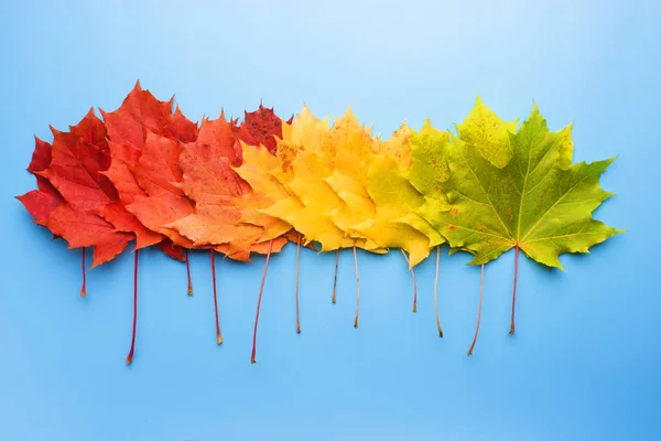 colorful red yellow orange autumn leaves on blue background
