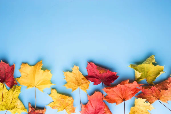 Folhas Outono Fundo Azul Com Espaço Cópia — Fotografia de Stock