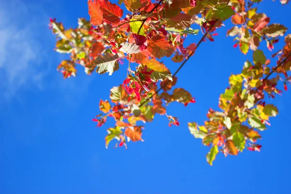 青い空と紅葉 — ストック写真
