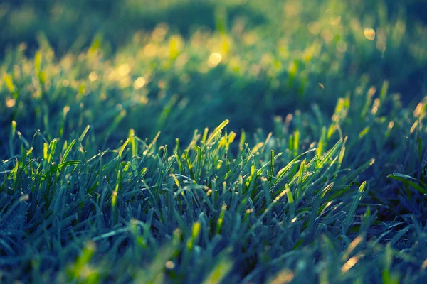 Green Grass Green Background — Stock Photo, Image