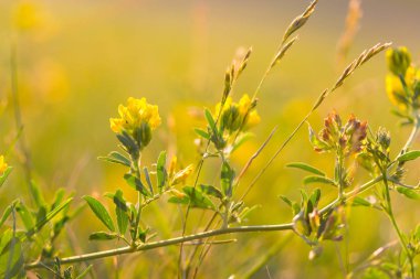 taze bitki bahar. genç bitkiler ve çiçekler
