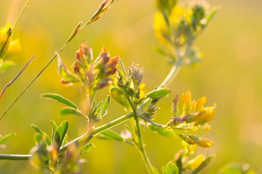 taze bitki bahar. genç bitkiler ve çiçekler