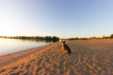 sahilde yalnız köpek. kopya alanı