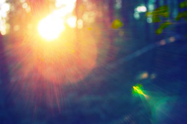 Bulanık doğa yeşil park Bokeh güneş ışığı soyut arkaplan.