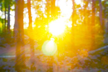 sıcak turuncu güneş ışığı ve taze yeşil arka planı