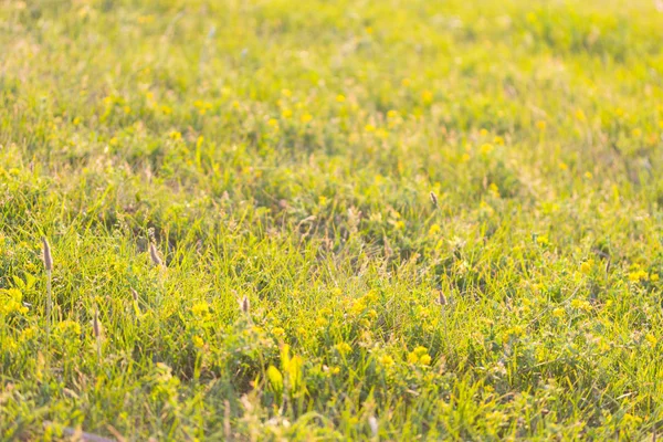 Hierba Luz Del Sol Amarillo Cálido Imagen Tonificada —  Fotos de Stock