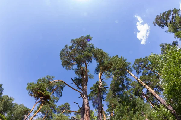 Ararken Uzun Boylu Forest Pines Parlak Mavi Gökyüzü Beyaz Bulutlar — Stok fotoğraf
