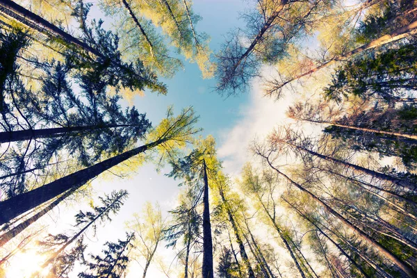 Olhando Para Altos Pinheiros Floresta Céu Azul Brilhante Com Nuvens — Fotografia de Stock