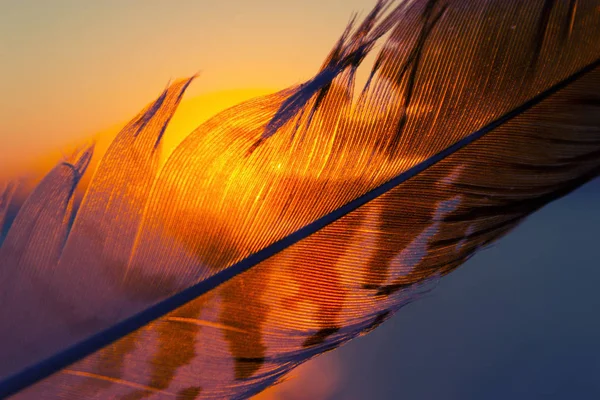 Colorful Fether Some Bird Close — Stock Photo, Image