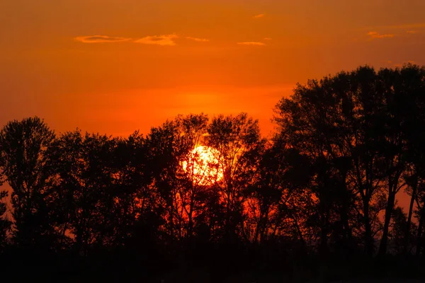 Landscape Sunny Dawn Field Sunset Trees — Stock Photo, Image