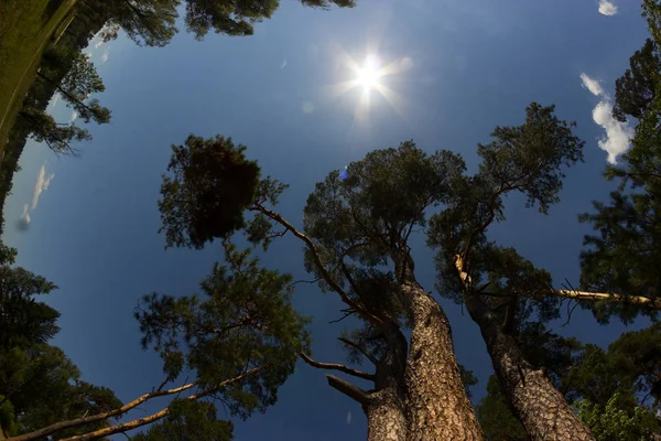 Ararken Uzun Boylu Forest Pines Parlak Mavi Gökyüzü Beyaz Bulutlar — Stok fotoğraf