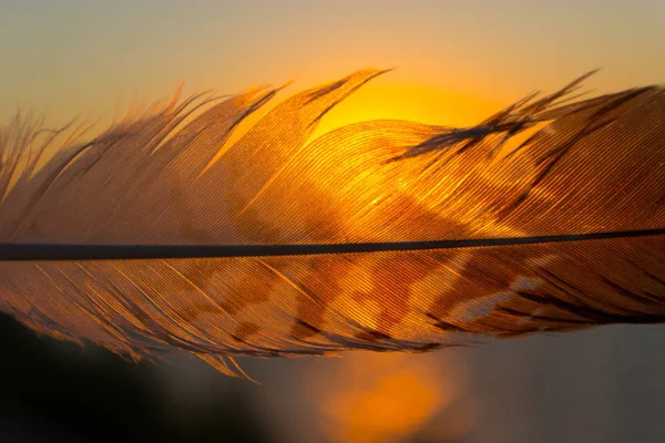 Peří Proti Západu Slunce Obloha Pozadí Detailní Záběr — Stock fotografie