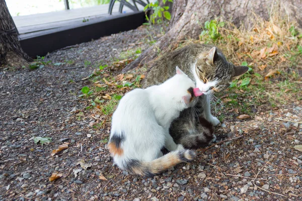 Gatito Madre Naturaleza Amor Cuidado —  Fotos de Stock