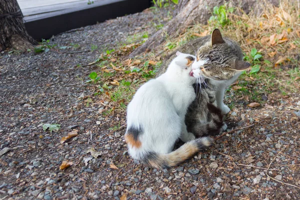 Gatinho Sua Mãe Natureza Amor Cuidados — Fotografia de Stock