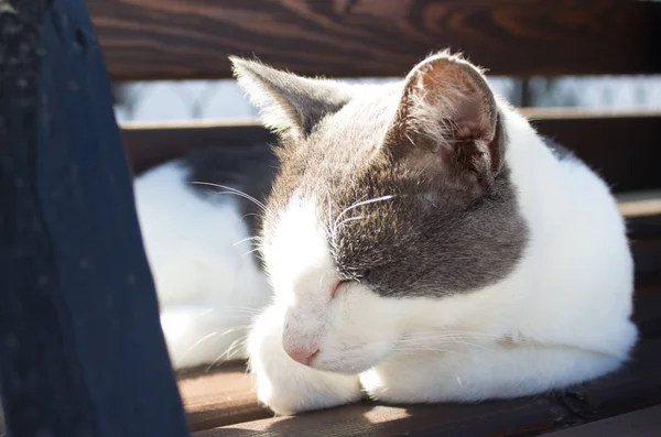 Joven Gato Acostado Sobre Superficie Hormigón Durmiendo —  Fotos de Stock