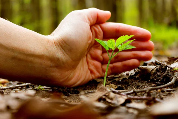 Growing a plant. Hands holding and nurturing tree growing on fertile soil