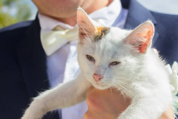 Vőlegény Aranyos Kis Fehér Cica Tartja Közelről — Stock Fotó