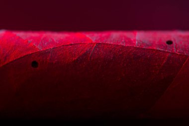 Puro neon ışık yakın çekim