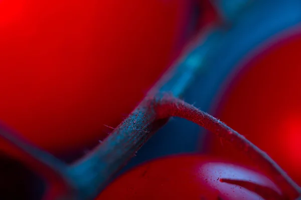 Cherry Rajčata Zblízka Neonové Světlo — Stock fotografie