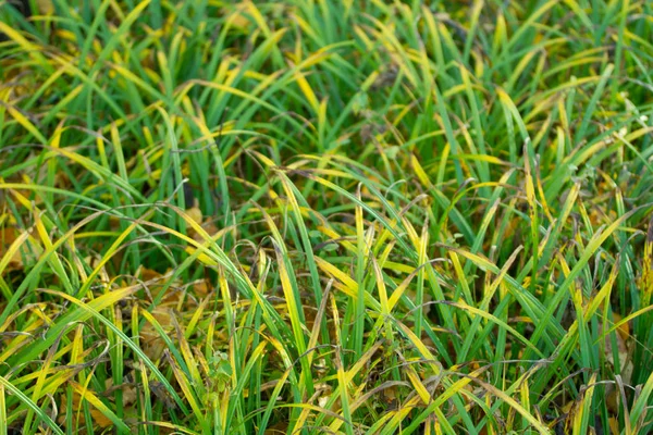 Vista Cerca Hierba Otoño Verde Amarillo —  Fotos de Stock