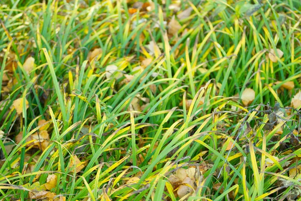 Vista Cerca Hierba Otoño Verde Amarillo —  Fotos de Stock