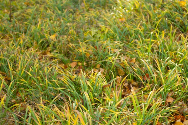 Vista Cerca Hierba Otoño Verde Amarillo —  Fotos de Stock