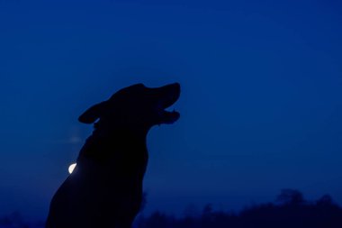 uluyan kurt silhuette