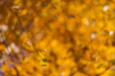 Gökyüzü arka plan sonbahar ağaç yaprak.