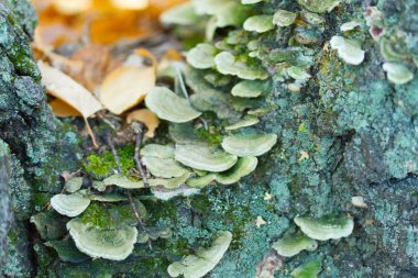 Grup içinde yosun mantar