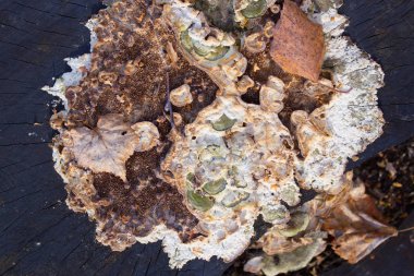 Ağaç kabuğu dokusu