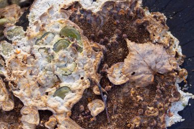 Ağaç kabuğu dokusu