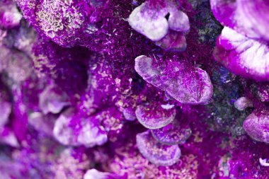 Grup içinde yosun mantar