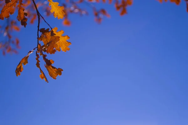 秋の木の葉の空の背景. — ストック写真