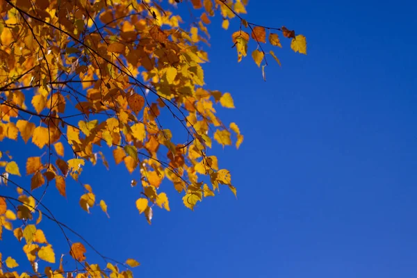 秋の木の葉の空の背景. — ストック写真