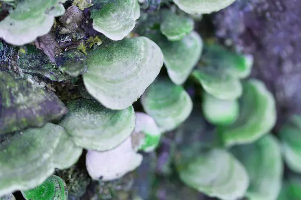 Группа грибов в мху — стоковое фото