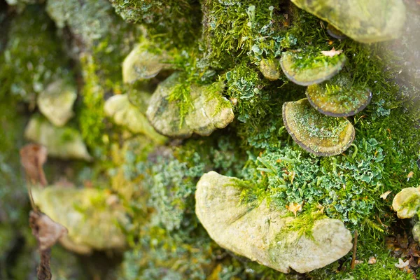 Grup içinde yosun mantar