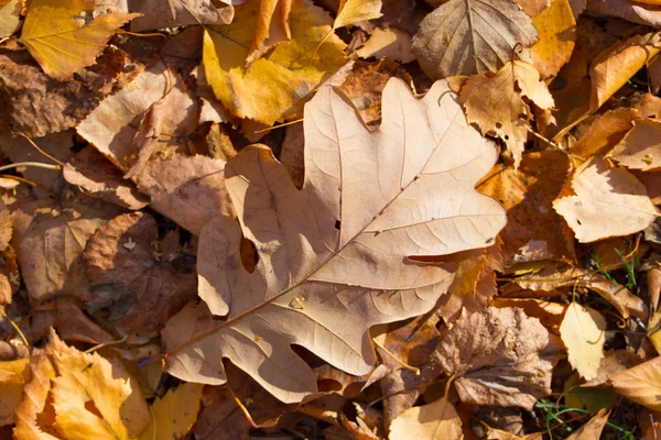 Fondo de hojas de otoño rojo y naranja — Foto de Stock