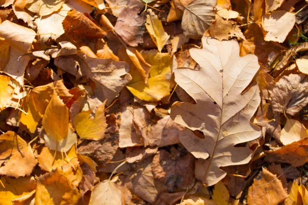 적색 과 주황의 가을 잎 이 배경을 이루다 — 스톡 사진