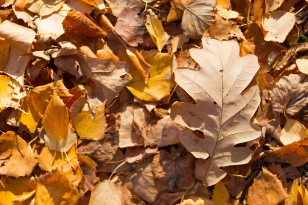 Rosso e arancione autunno foglie sfondo — Foto Stock