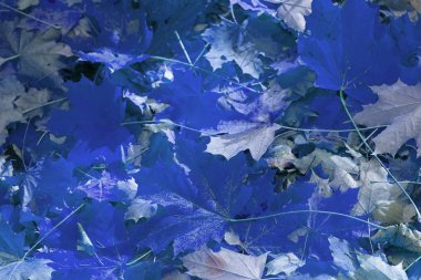 Psycodelic renk sonbahar yaprakları