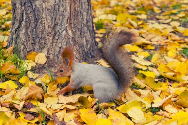 Sonbahar park ormanda sincap.