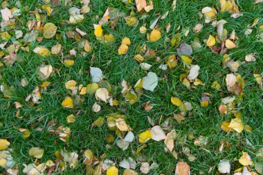 renk değiştiren yapraklar