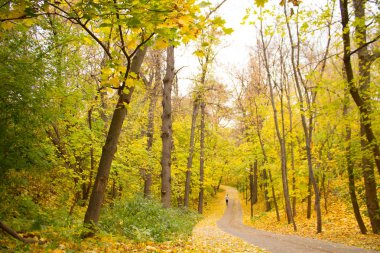 autumn park alley