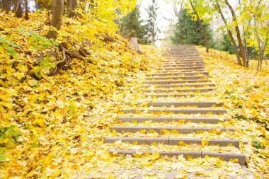 Granit adımlar üzerinde sarı yapraklar