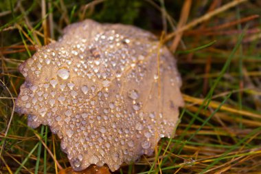 Sonbahar yaprak ve damla.