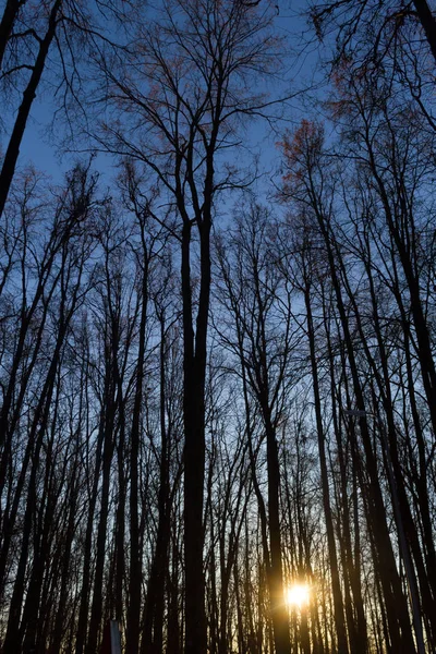 Árboles secos contra el cielo azul. Árboles sin hojas. Bosque . — Foto de Stock