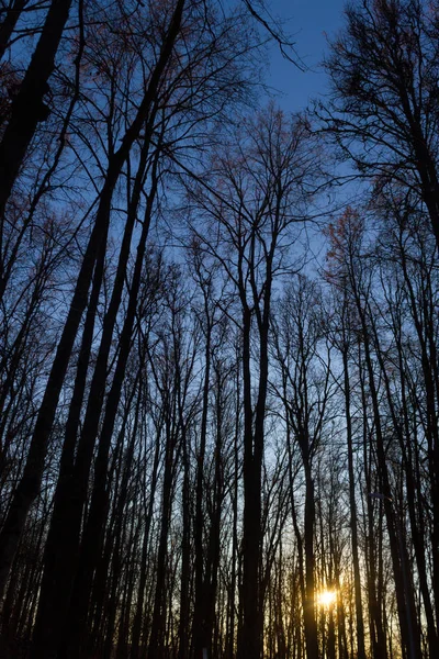 Alberi secchi contro il cielo blu. Alberi senza foglie. Foresta . — Foto Stock