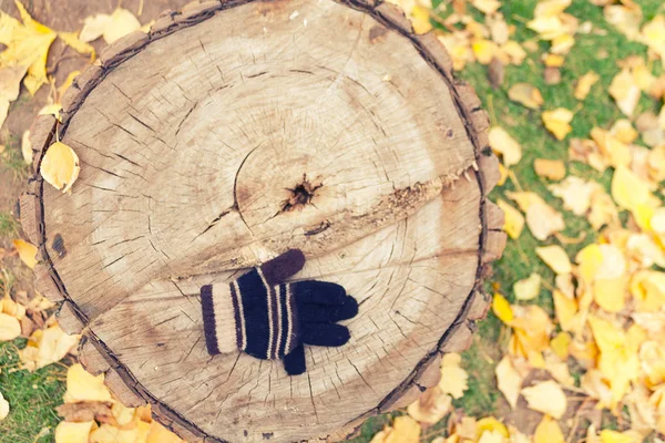 秋葉背景の手袋 — ストック写真