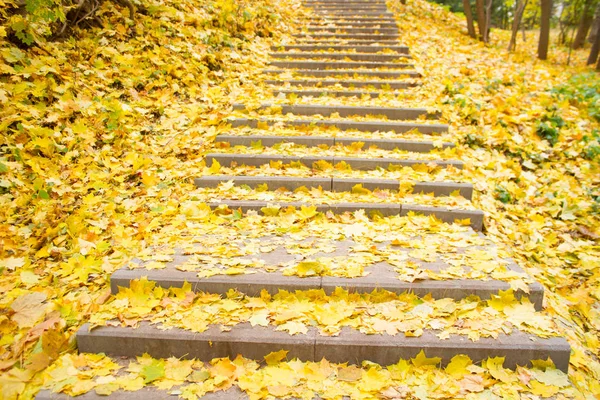 Granit adımlar üzerinde sarı yapraklar